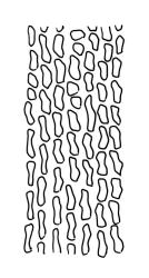 Macromitrium orthophyllum, lower transitional laminal cells.
 Image: R.C. Wagstaff © All rights reserved. Redrawn with permission from Vitt (1983). 